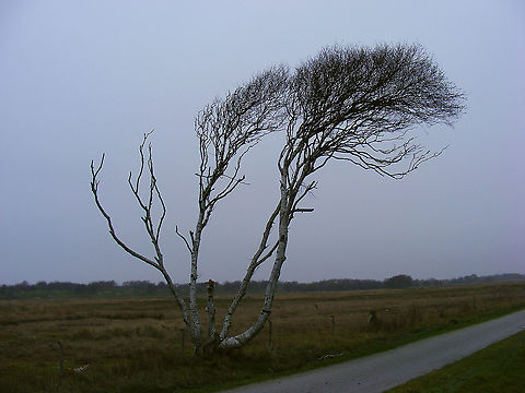 Birch in trouble Most Birch trees on the island are obviously having trouble keeping healthy in the saline winds. Probably due to them being weakened by environmental circumstances some are heavily infected with https://www.jungledragon.com/tag/71683/witchs_broom.html, others, like this one are shaped by the winds and this particular one was infected by various instances of the Birch polypore:
https://www.jungledragon.com/image/105544/piptoporus_betulinus.html Betula,Betula pendula,Birch,Geotagged,Netherlands,Schiermonnikoog,Silver birch,nl: Ruwe berk