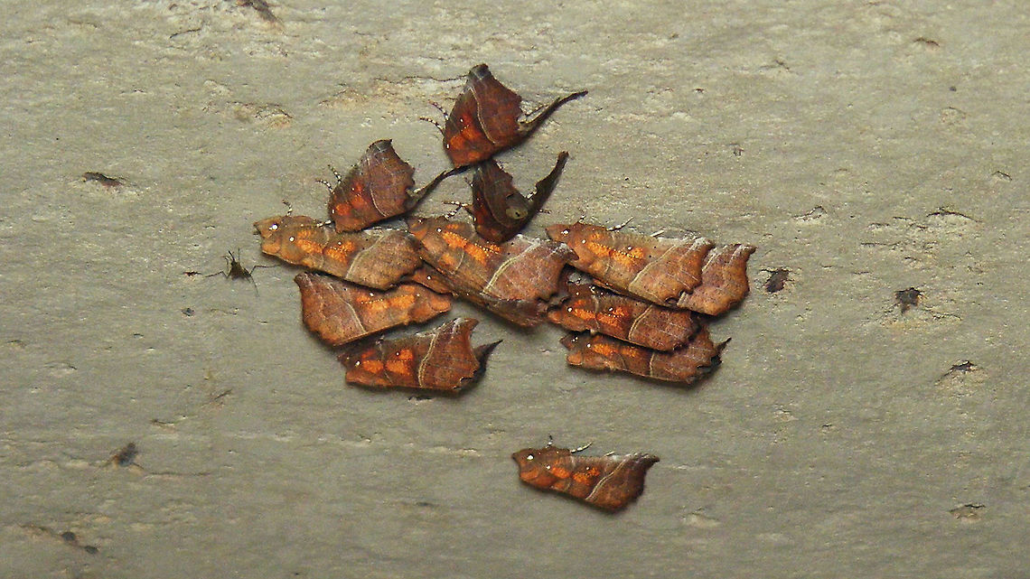 Heralds discussing their next proclamation Couldn&#039;t resist adding this mediocre view of a group of Heralds that were sitting on a ceiling, somewhat out of reach  behind a raster. Erebidae,Geotagged,Netherlands,Noctuoidea,Schiermonnikoog,Scoliopteryginae,Scoliopterygini,Scoliopteryx,Scoliopteryx libatrix,The herald,nl: Roesje