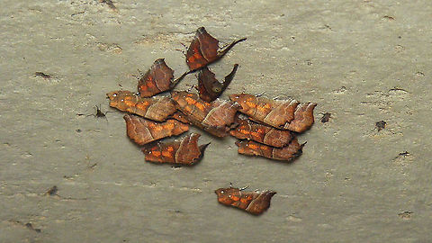 Heralds discussing their next proclamation Couldn't resist adding this mediocre view of a group of Heralds that were sitting on a ceiling, somewhat out of reach  behind a raster. Erebidae,Geotagged,Netherlands,Noctuoidea,Schiermonnikoog,Scoliopteryginae,Scoliopterygini,Scoliopteryx,Scoliopteryx libatrix,The herald,nl: Roesje