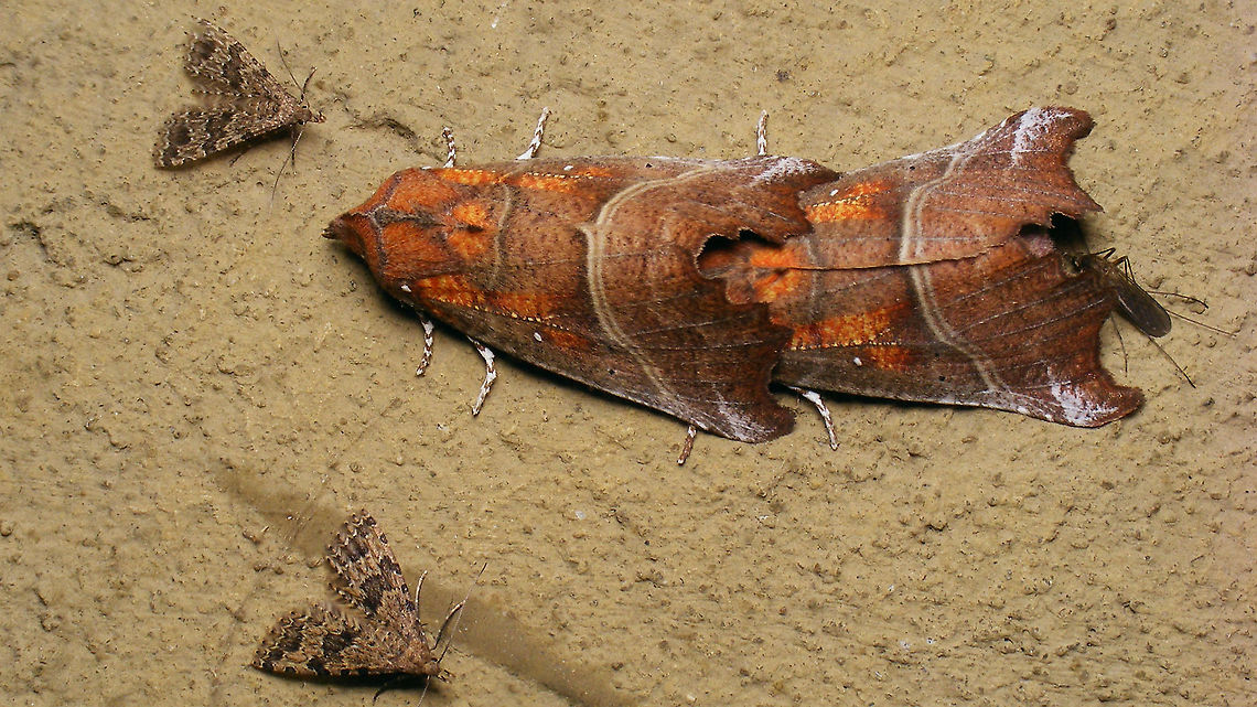Winter cosiness A lot of cosiness going on during winter in the bunker "Wassermann" on Schiermonnikoog Alucita hexadactyla,Common House Mosquito,Culex pipiens,Geotagged,Netherlands,Schiermonnikoog,Scoliopteryx libatrix,The herald,Twenty-plume Moth,nl: Gewone steekmug,nl: Roesje,nl: Waaiermot