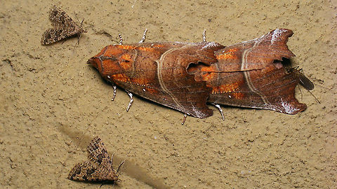 Winter cosiness A lot of cosiness going on during winter in the bunker "Wassermann" on Schiermonnikoog Alucita hexadactyla,Common House Mosquito,Culex pipiens,Geotagged,Netherlands,Schiermonnikoog,Scoliopteryx libatrix,The herald,Twenty-plume Moth,nl: Gewone steekmug,nl: Roesje,nl: Waaiermot