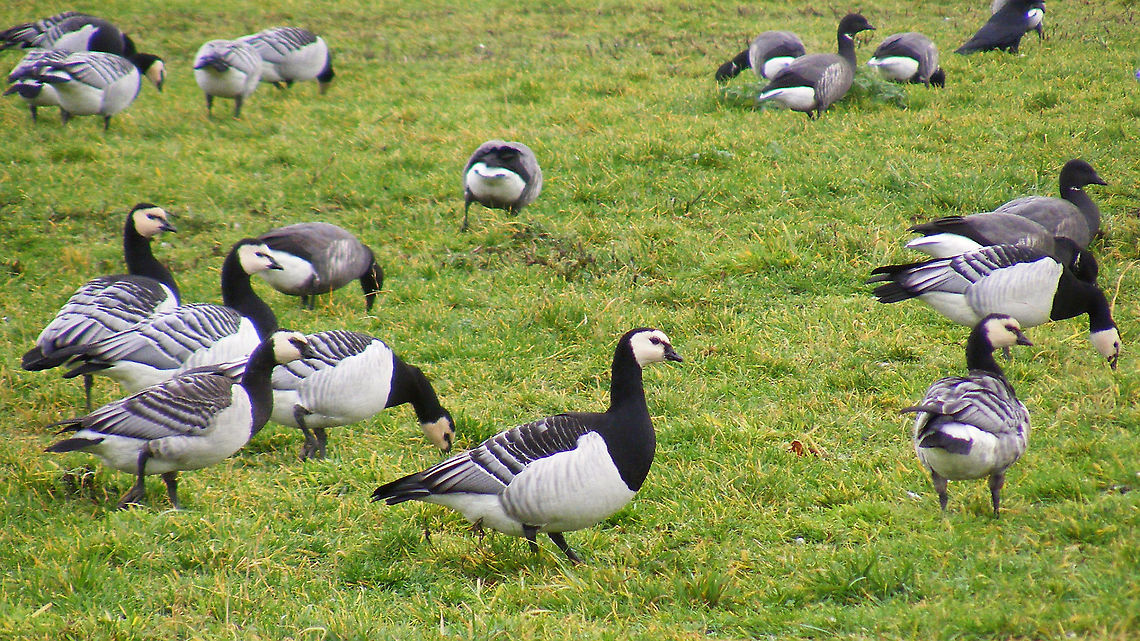 Branta leucopsis Our neighbours this week. A flock of 500-1000 (easily) rotating from pasture to pasture around the bungalow park, often on the field right next to the house :o) Anatidae,Anatoidea,Anseri,Anseriformes,Anserimorphae,Barnacle Goose,Branta,Branta leucopsis,Galloanserae,Geotagged,Netherlands,Schiermonnikoog,nl: Brandgans