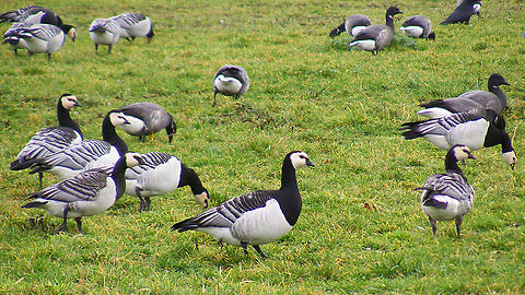 Branta leucopsis Our neighbours this week. A flock of 500-1000 (easily) rotating from pasture to pasture around the bungalow park, often on the field right next to the house :o) Anatidae,Anatoidea,Anseri,Anseriformes,Anserimorphae,Barnacle Goose,Branta,Branta leucopsis,Galloanserae,Geotagged,Netherlands,Schiermonnikoog,nl: Brandgans