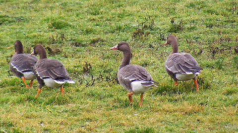 Anser albifrons Accompanying the much, much larger flock of Barnacle geese is a much smaller group (20-30) of these Greater white-fronted geese. Anatidae,Anatoidea,Anser,Anser albifrons,Anseri,Anseriformes,Anserimorphae,Galloanserae,Greater white-fronted goose,Schiermonnikoog,nl: Kolgans