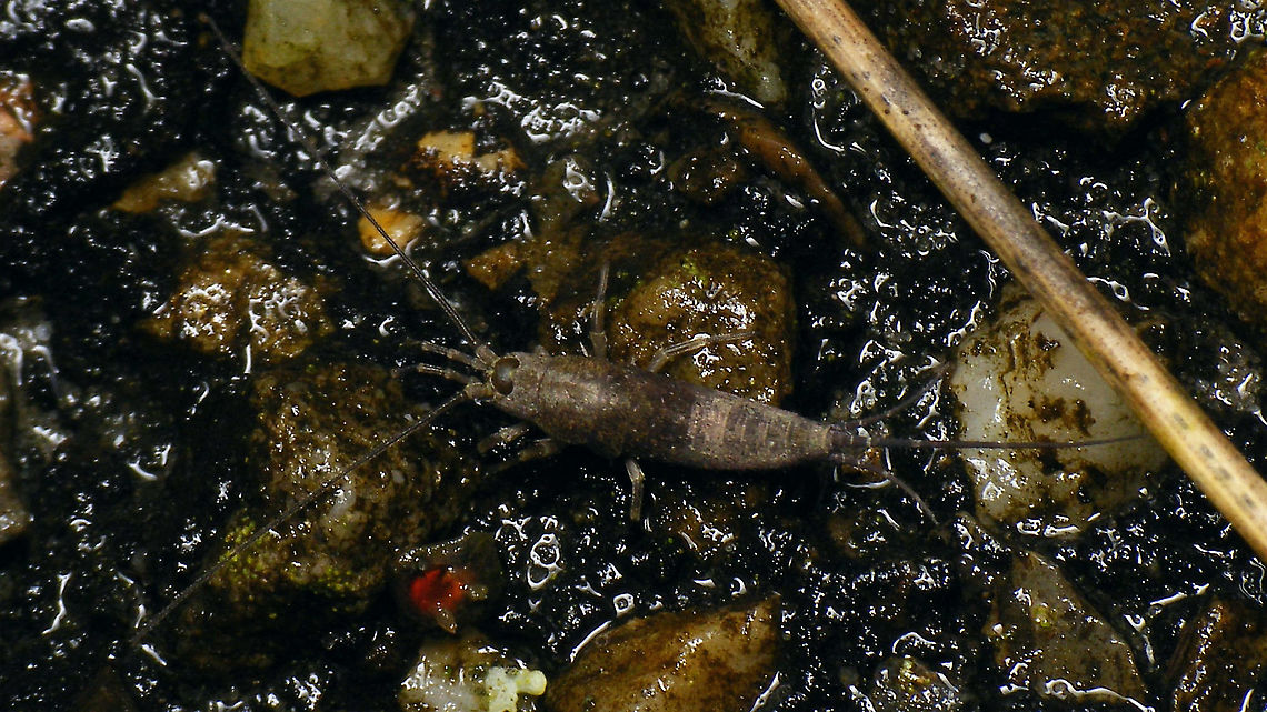 Petrobius brevistylis on tarmac  Geotagged,Machilidae,Microcoryphia,Netherlands,Petrobius,Petrobius brevistylis,Schiermonnikoog,nl: Strandgast