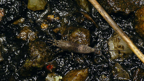 Petrobius brevistylis on tarmac  Geotagged,Machilidae,Microcoryphia,Netherlands,Petrobius,Petrobius brevistylis,Schiermonnikoog,nl: Strandgast