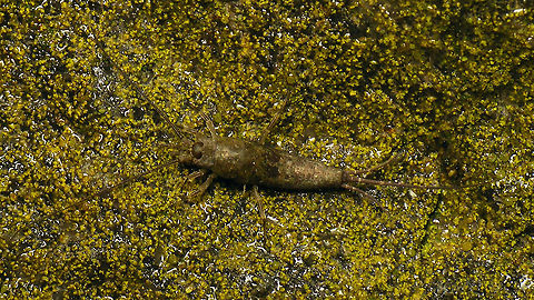 Petrobius brevistylis on mossy rock  Geotagged,Machilidae,Microcoryphia,Netherlands,Petrobius,Petrobius brevistylis,Schiermonnikoog,nl: Strandgast