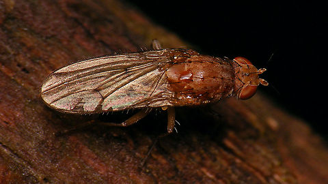 Suillia sp. Some Suillia sp. I suppose ?! Brachycera,Diptera,Geotagged,Heleomyzidae,Netherlands,Schiermonnikoog,Suillia,Suilliinae,Suilliini