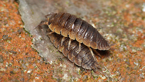 Porcellio scaber - Copula? Not quite sure if this was prelude or whatever ... they seem to be just too far apart, but it _is_ the normal position for a copula ... Geotagged,Netherlands,Oniscidea,Porcellio,Porcellio scaber,Porcellionidae,Rough woodlouse,Schiermonnikoog,copulation,nl: Ruwe pissebed