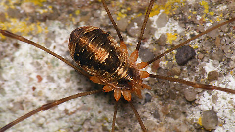 Opilio canestrinii - Dark colour variety  Canestrini's Harvestman,Geotagged,Netherlands,Opilio,Opilio canestrinii,Opiliones,Opilionidae,Schiermonnikoog,harvestman,nl: Rode hooiwagen