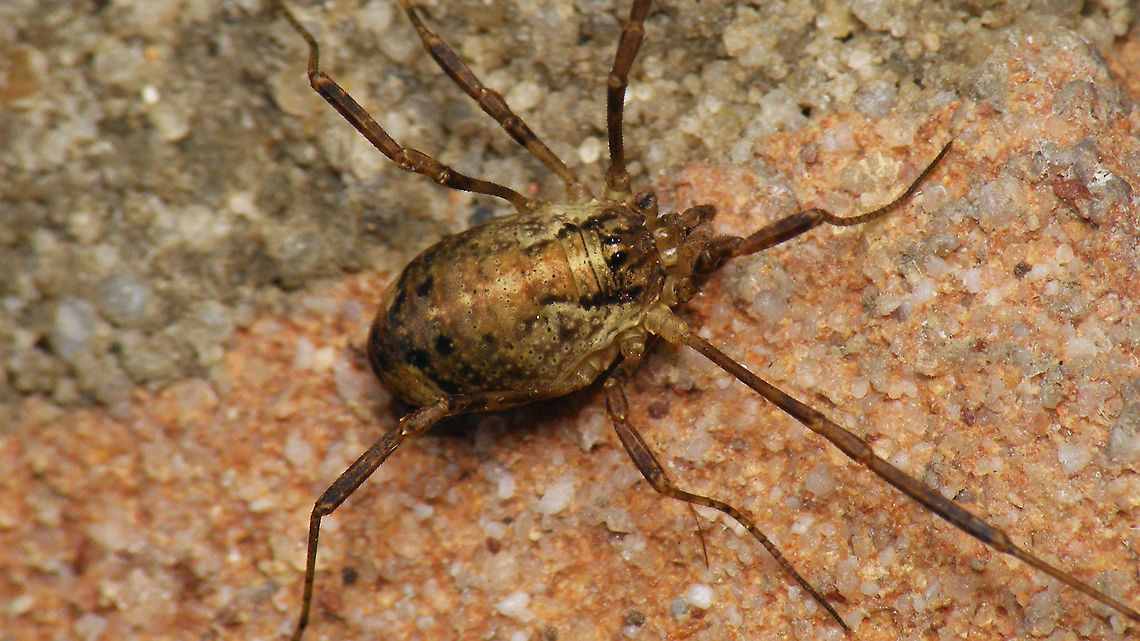 Paroligolophus agrestis - Female. paler  Geotagged,Netherlands,Opiliones,Opilionidae,Paroligolophus,Paroligolophus agrestis,Phalangiidae,Schiermonnikoog,harvestman,nl: Bonte hooiwagen