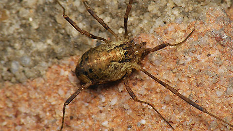 Paroligolophus agrestis - Female. paler  Geotagged,Netherlands,Opiliones,Opilionidae,Paroligolophus,Paroligolophus agrestis,Phalangiidae,Schiermonnikoog,harvestman,nl: Bonte hooiwagen