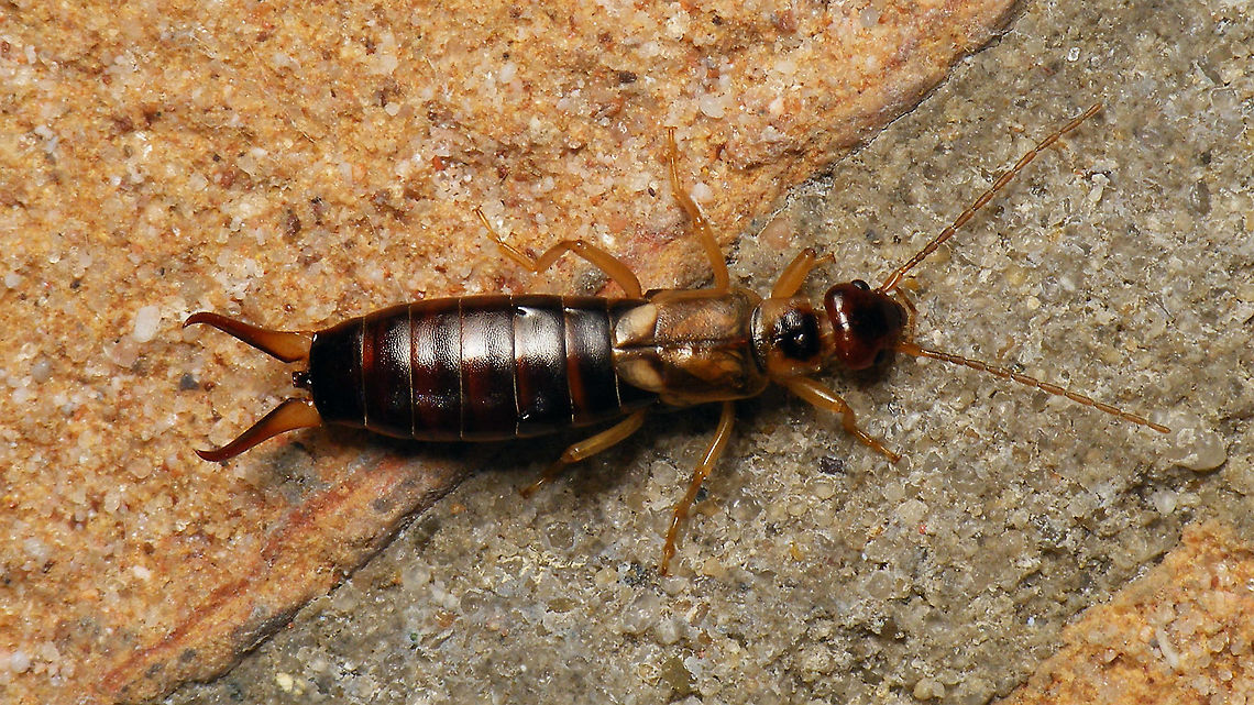 Forficula auricularia - Female As she was quietly posing, I figured I might as well add the species for Schier :o) Dermaptera,Earwig,European Earwig,European earwig,Forficula,Forficula auricularia,Forficulidae,Geotagged,Netherlands,Schiermonnikoog,nl: Gewone oorworm