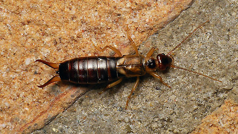 Forficula auricularia - Female As she was quietly posing, I figured I might as well add the species for Schier :o) Dermaptera,Earwig,European Earwig,European earwig,Forficula,Forficula auricularia,Forficulidae,Geotagged,Netherlands,Schiermonnikoog,nl: Gewone oorworm