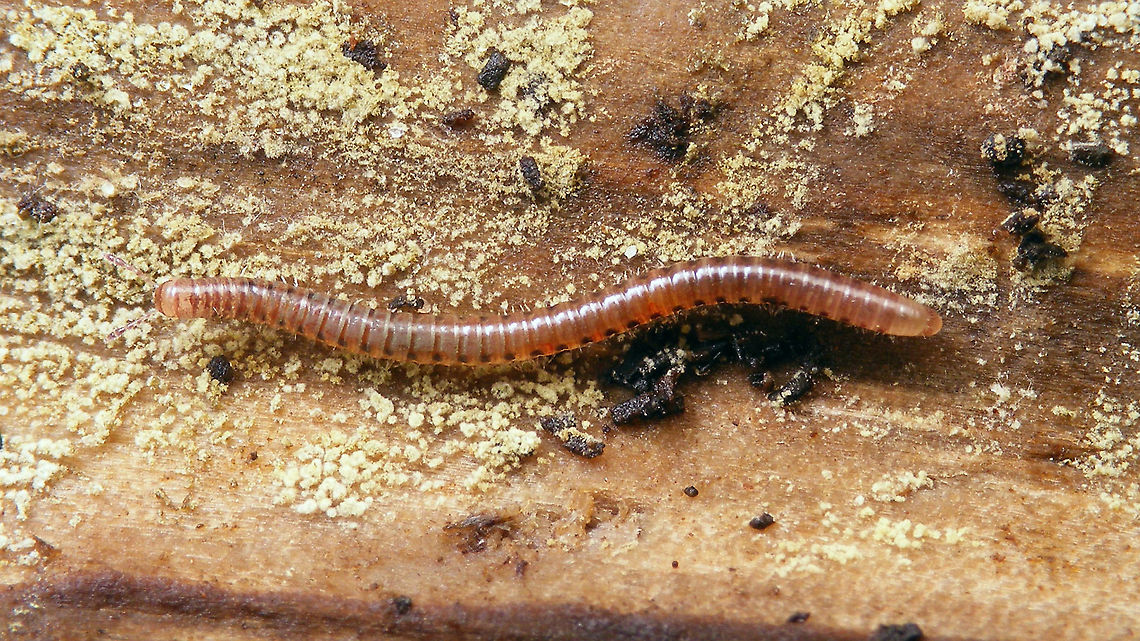 Proteroiulus fuscus  Blaniulidae,Geotagged,Julida,Myriapoda,Netherlands,Proteroiulus,Proteroiulus fuscus,Schiermonnikoog,nl: Bruinstipje