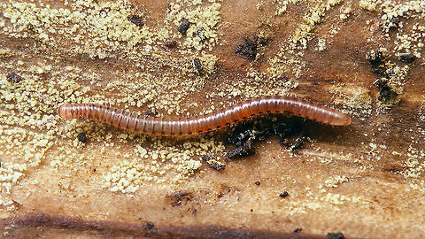 Proteroiulus fuscus  Blaniulidae,Geotagged,Julida,Myriapoda,Netherlands,Proteroiulus,Proteroiulus fuscus,Schiermonnikoog,nl: Bruinstipje