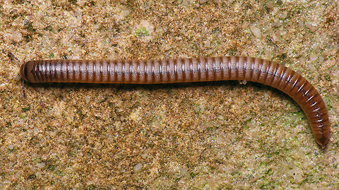 Cylindroiulus punctatus  Blunt-tailed Snake Millipede,Cylindroiulus,Cylindroiulus punctatus,Geotagged,Julida,Julidae,Myriapoda,Netherlands,Schiermonnikoog,nl: Knotskronkel