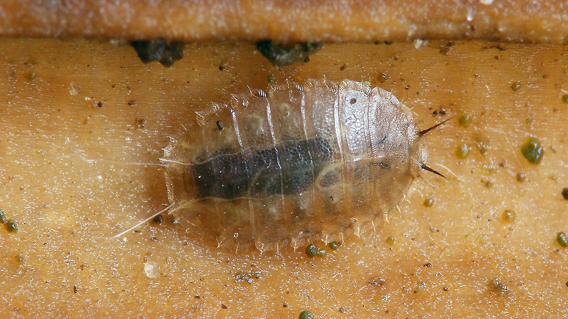 Lonchoptera larva I don&#039;t know about a key to species for these ... anyone? Diptera,Geotagged,Larva,Lonchoptera,Lonchoptera sp.,Lonchopteridae,Netherlands,Schiermonnikoog,nl: Speervleugelvlieg