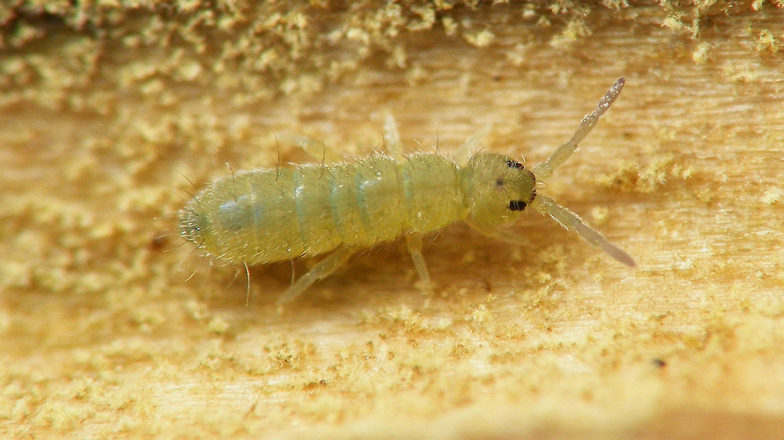 Isotoma viridis This is very probably I. viridis. The species is hard to separate from I. anglicana and it&#039;s better to do a microscopic examination. One diagnostic character is the structure of the pigmentation in the cuticle - from what I can discern on my original image (full res) the skin on this one should be okay for viridis.<br />
Please refer to the excellent site by Jan van Duinen for more info:<br />
<a href="http://www.janvanduinen.nl/collembola_b.html#15" rel="nofollow">http://www.janvanduinen.nl/collembola_b.html#15</a> Collembola,Entomobryomorpha,Geotagged,Isotoma,Isotoma  viridis,Isotoma viridis,Isotomidae,Netherlands,Schiermonnikoog