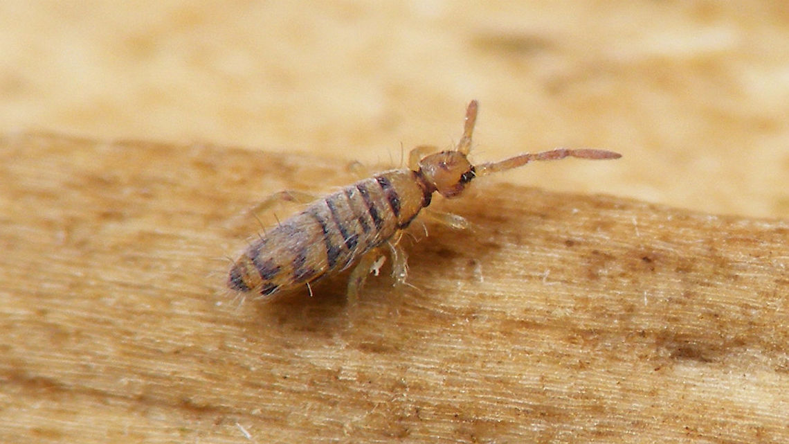 Entomobrya multifasciata Didn&#039;t have much &quot;luck&quot; focusing on this one ... or should I say: My &quot;strategy&quot; failed miserably? ;o)  Anyway, just this &quot;long distance&quot; shot that has the critter recognizable enough to add the species ... Collembola,Entomobrya,Entomobrya multifasciata,Entomobryidae,Entomobryomorpha,Geotagged,Netherlands,Schiermonnikoog