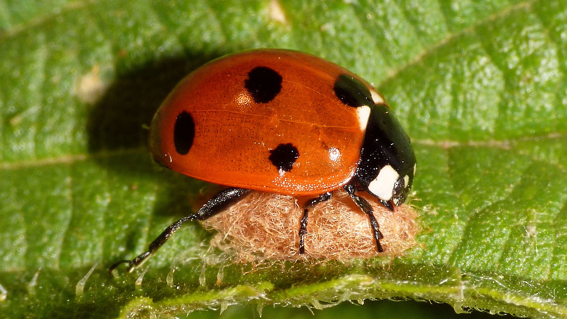 Dinocampus coccinellae - Cocoon under 7-Spot ladybird A message on waarneming today reminded me that I had this one sitting on my hard disk to upload sometime ...<br />
Here we see the cocoon that was spun by the wasp larva that emerged from the 7-spot ladybird after the Dinocampus mother had laid her egg in the ladybird and the larva developed by feeding on the body tissues of the beetle. The beetle is "zombified" by chemicals secreted by the larva and will remain "sitting" on the cocoon, hence providing some extra protection for the developing wasp. Some beetles survive this ordeal and in time will walk away alive. I've seen that happen with a 7-spot, but I don't clearly remember if it was this one or some other. Apocrita,Braconidae,Coccinella septempunctata,Dinocampus,Dinocampus coccinellae,Euphorinae,Geotagged,Hymenoptera,Ichneumonoidea,Netherlands