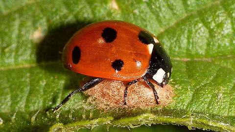 Dinocampus coccinellae - Cocoon under 7-Spot ladybird A message on waarneming today reminded me that I had this one sitting on my hard disk to upload sometime ...
Here we see the cocoon that was spun by the wasp larva that emerged from the 7-spot ladybird after the Dinocampus mother had laid her egg in the ladybird and the larva developed by feeding on the body tissues of the beetle. The beetle is "zombified" by chemicals secreted by the larva and will remain "sitting" on the cocoon, hence providing some extra protection for the developing wasp. Some beetles survive this ordeal and in time will walk away alive. I've seen that happen with a 7-spot, but I don't clearly remember if it was this one or some other. Apocrita,Braconidae,Coccinella septempunctata,Dinocampus,Dinocampus coccinellae,Euphorinae,Geotagged,Hymenoptera,Ichneumonoidea,Netherlands