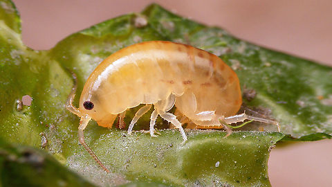 Orchestia gammarellus Some Talitridae, possibly Orchestia gammarellus or Talitrus saltator or some such ... will try to get a proper ID.
Update: Confirmed as Orchestia gammarellus by David Tempelman on waarneming.nl (Thanks David!) Amphipoda,Geotagged,Netherlands,Orchestia,Orchestia gammarellus,Schiermonnikoog,Talitridae,nl: Kwelderspringer