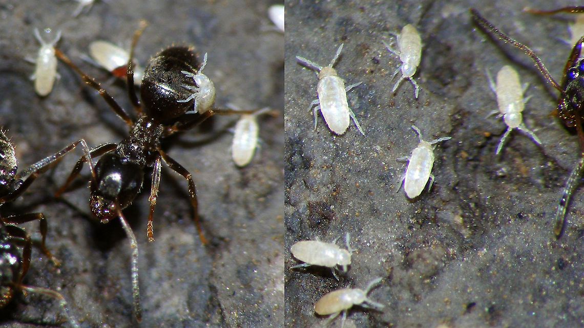 Cyphoderus albinus Had a quick look to see if I have older images of Springtails not yet featured on JD ...<br />
This is a blind commensal/mutualist in the nests of many species of Ants.<br />
The taxonomy seems to be in flux with various family names being used by different authors (Cyphoderidae, Paronellidae, Lepidocyrtidae).<br />
Here I&#039;ve chosen to follow this remark by Frans Janssens (2018):<br />
&quot;We propose to cluster Paronellini and Cyphoderini in Cyphoderinae, under Lepidocyrtidae, in line with the molecular phylogeny of Zhang et al., 2015, and the morphological study of Zeppelini &amp; Oliveira, 2016.&quot;<br />
[ <a href="https://www.collembola.org/taxa/cyphoder.htm" rel="nofollow">https://www.collembola.org/taxa/cyphoder.htm</a> ] Collembola,Cyphoderidae,Cyphoderinae,Cyphoderus,Cyphoderus albinus,Entomobryomorpha,Geotagged,Lepidocyrtidae,Netherlands,Paronellidae,Springtail,nl: Mierenspringstaart