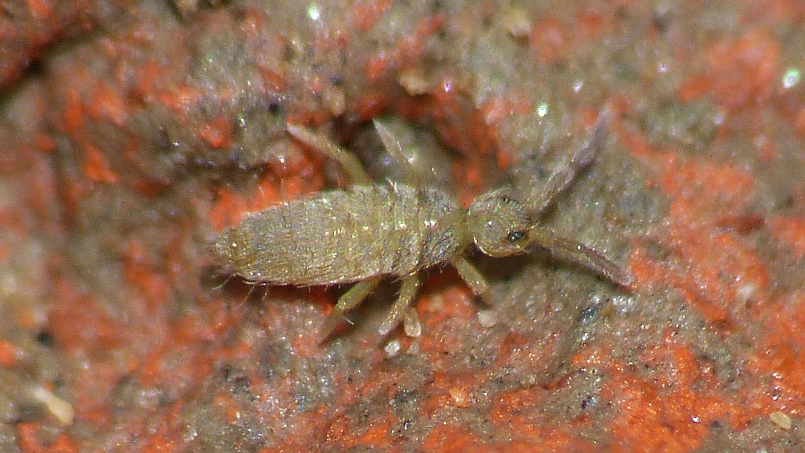 Entomobrya lanuginosa Had a quick look to see if I have older images of Springtails not yet featured on JD ... <br />
2013, Dollard, zeedijk Collembola,Entomobrya,Entomobrya lanuginosa,Entomobryidae,Entomobryomorpha,Geotagged,Netherlands,Springtail
