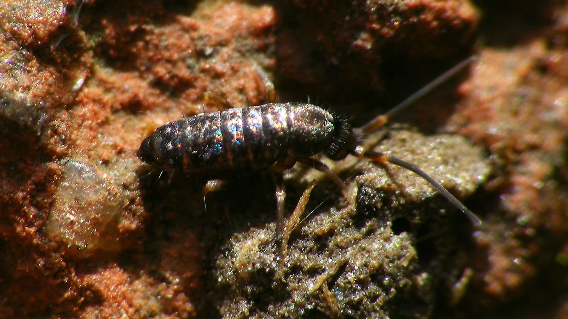 Tomocerus vulgaris Had a quick look to see if I have older images of Springtails not yet featured on JD ...<br />
2014, Sittard Collembola,Entomobryomorpha,Geotagged,Netherlands,Springtail,Tomoceridae,Tomocerus,Tomocerus vulgaris