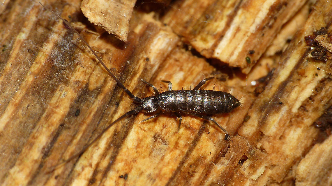 Pogonognathellus longicornis  Collembola,Entomobryomorpha,Geotagged,Netherlands,Pogonognathellus,Pogonognathellus longicornis,Springtail,Tomoceridae