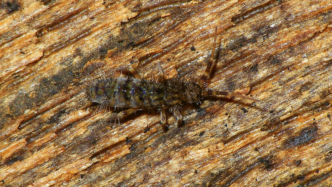 Orchesella villosa  Collembola,Entomobryidae,Entomobryomorpha,Orchesella,Orchesella villosa,Orchesellinae,Springtail