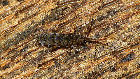 Orchesella villosa  Collembola,Entomobryidae,Entomobryomorpha,Orchesella,Orchesella villosa,Orchesellinae,Springtail