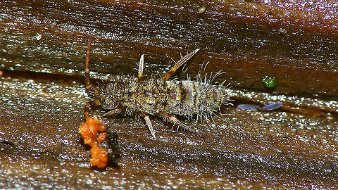 Orchesella villosa  Collembola,Entomobryidae,Entomobryomorpha,Geotagged,Netherlands,Orchesella,Orchesella villosa,Orchesellinae,Springtail