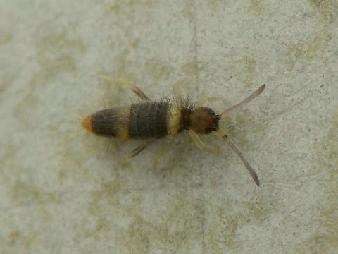 Entomobrya albocincta  Collembola,Entomobrya,Entomobrya albocincta,Entomobryidae,Entomobryomorpha,Jane's garden,Springtail