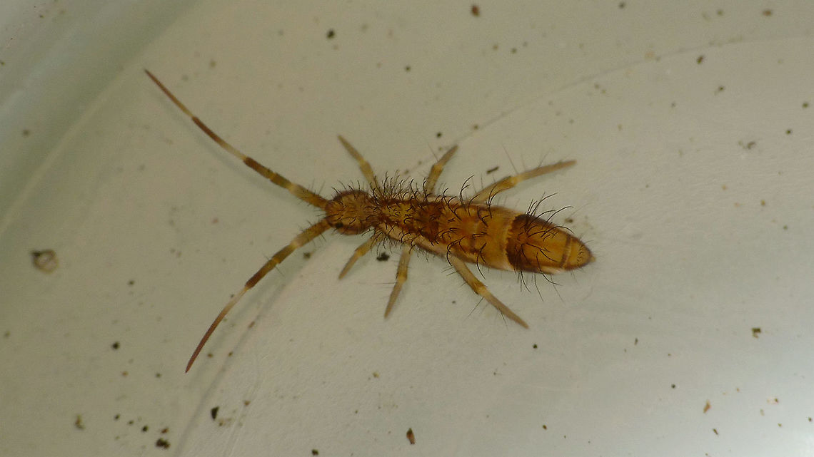 Orchesella flavescens  Collembola,Entomobryidae,Entomobryomorpha,Geotagged,Netherlands,Orchesella,Orchesella flavescens,Orchesellinae,Springtail