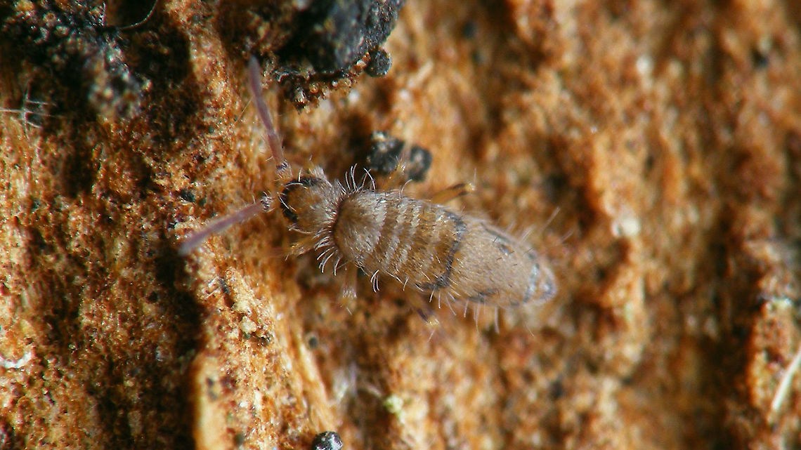 Willowsia nigromaculata  Collembola,Entomobryidae,Entomobryomorpha,Geotagged,Netherlands,Springtail,Willowsia,Willowsia nigromaculata