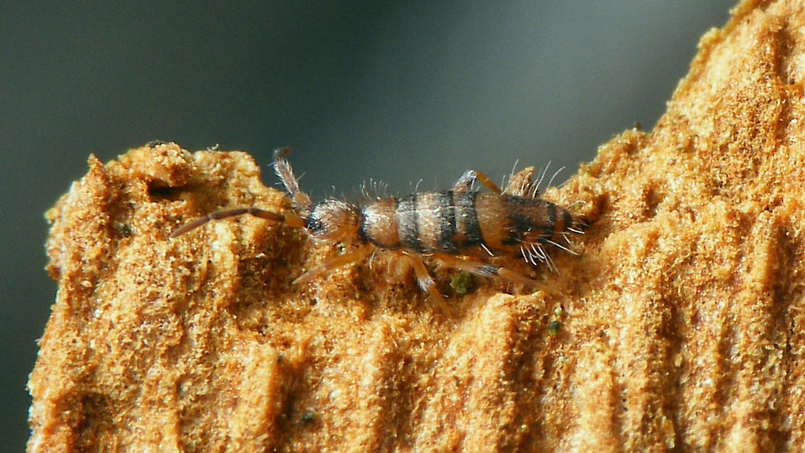 Willowsia platani  Collembola,Entomobryidae,Geotagged,Netherlands,Springtail,Willowsia,Willowsia platani