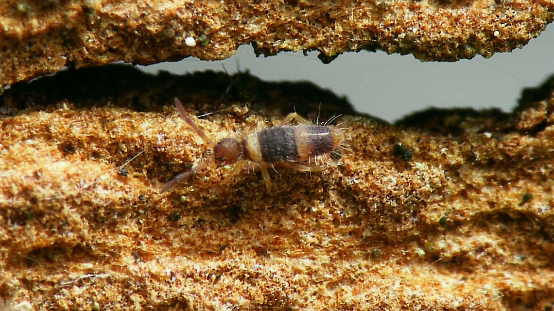Entomobrya albocincta  Collembola,Entomobrya,Entomobrya albocincta,Entomobryidae,Entomobryomorpha,Geotagged,Netherlands,Springtail