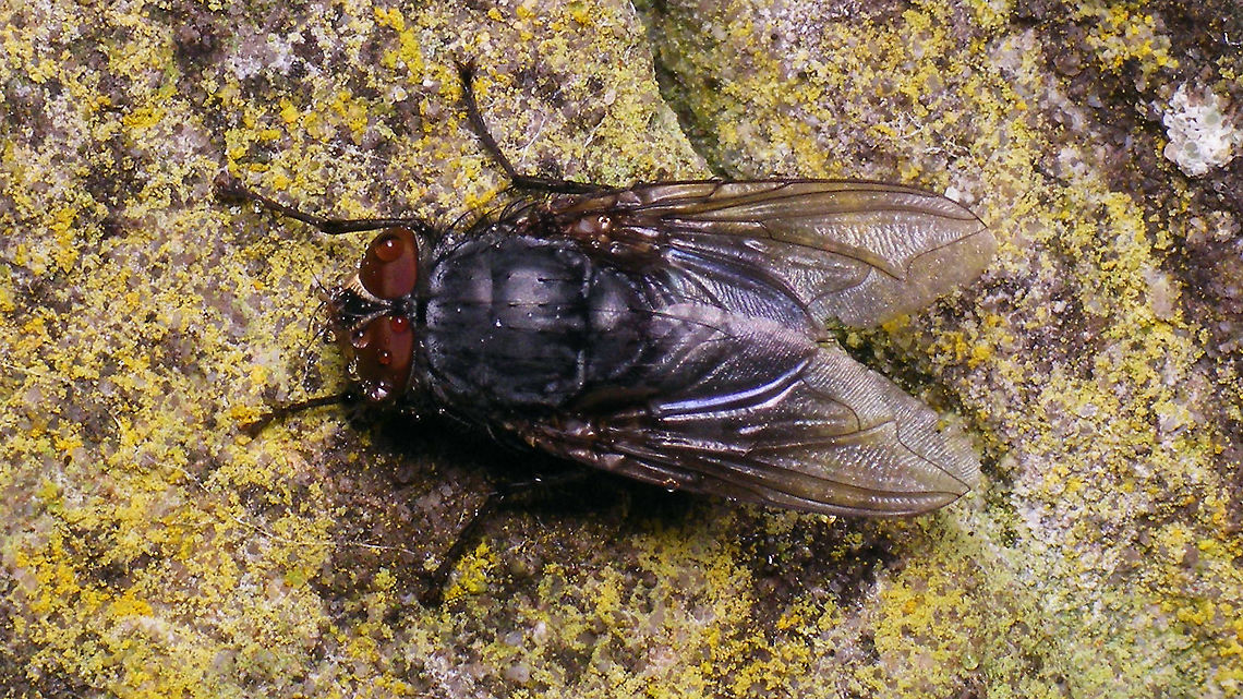 Calliphora sp. - Male Fairly large male Calliphora sp. - unidentifiable for me ... Calliphora,Calliphora sp.,Calliphoridae,Geotagged,Netherlands,Schiermonnikoog