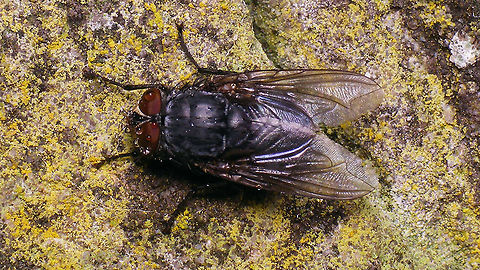 Calliphora sp. - Male Fairly large male Calliphora sp. - unidentifiable for me ... Calliphora,Calliphora sp.,Calliphoridae,Geotagged,Netherlands,Schiermonnikoog