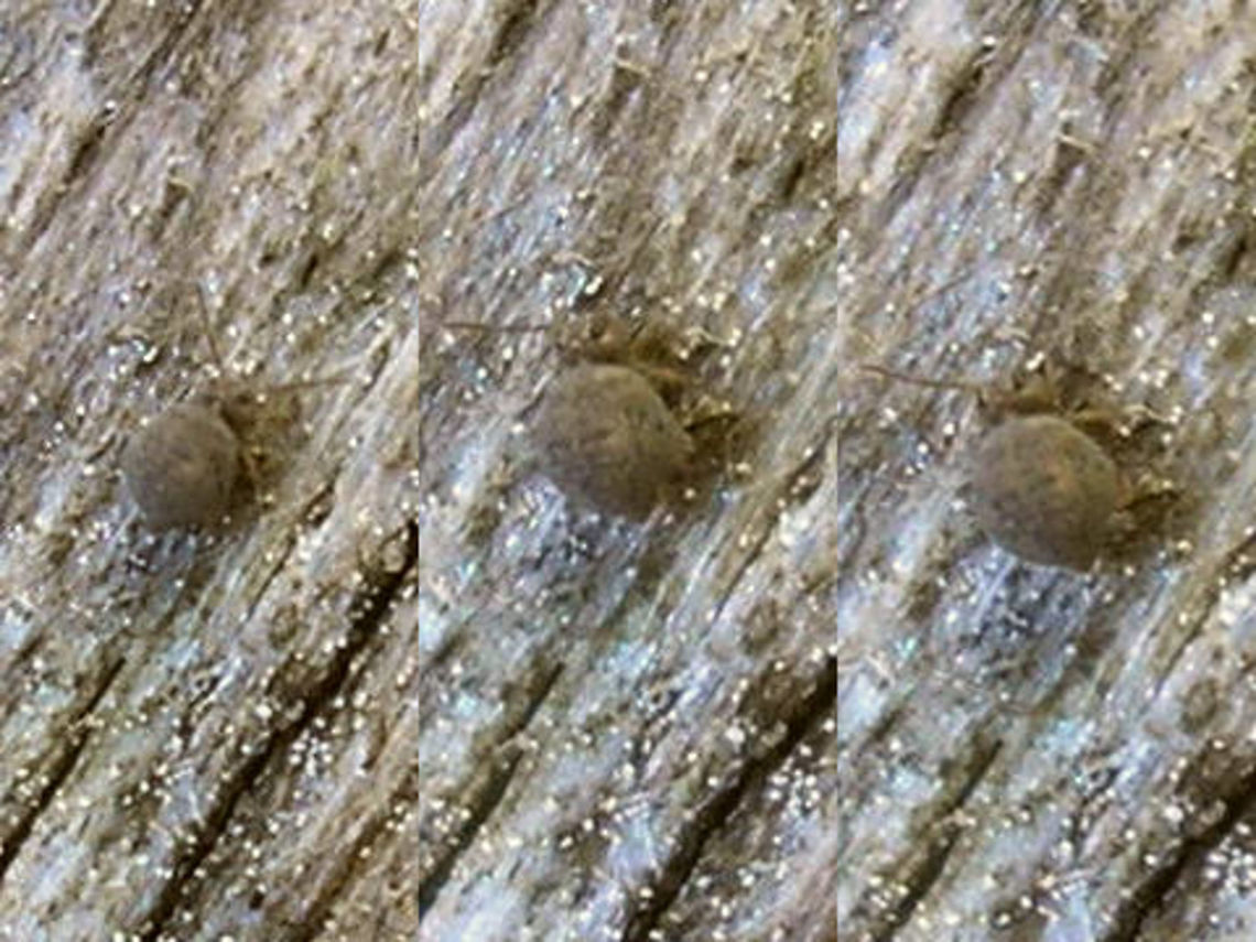 Cassagnaudiella pruinosa *LOL* couldn&#039;t resist uploading this one, just to provide a future excuse for every mediocre upload by anyone to refer to this one as &quot;even worse&quot; :o)<br />
<br />
Image by Jan van Duinen of same individual is &quot;slightly&quot; better :-D<br />
<a href="https://waarneming.nl/observation/143260777/" rel="nofollow">https://waarneming.nl/observation/143260777/</a><br />
<a href="http://www.janvanduinen.nl/collembola_a.html#4" rel="nofollow">http://www.janvanduinen.nl/collembola_a.html#4</a><br />
<br />
At the time we took these images (2013) the species hadn&#039;t been seen in NL since 1975 Bourletiellidae,Cassagnaudiella,Cassagnaudiella pruinosa,Collembola,Geotagged,Netherlands,Springtail,Symphypleona