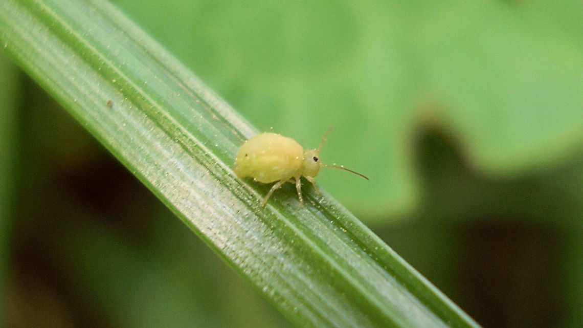 Sminthurus viridis(?) Pretty sure the photo doesn&#039;t really allow proper ID, but also very likely that it&#039;ll just be Sminthurus viridis ... Collembola,Geotagged,Netherlands,Sminthuridae,Sminthurinae,Sminthurus,Sminthurus viridis,Springtail,Symphypleona