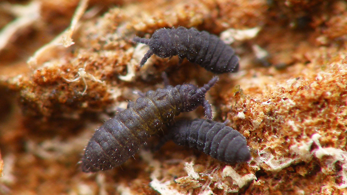 Xenylla maritima on Plane tree  Collembola,Geotagged,Hypogastruridae,Netherlands,Springtail,Xenylla,Xenylla maritima