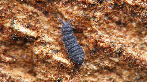 Xenylla maritima  Collembola,Geotagged,Hypogastruridae,Netherlands,Springtail,Xenylla,Xenylla maritima