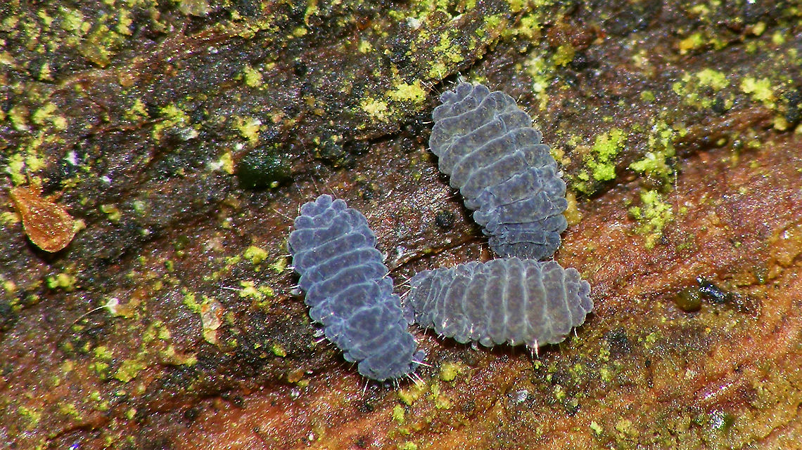 Neanura muscorum ?? Probably Neanura muscorum - not sure at all about lookalikes .... Collembola,Geotagged,Neanura,Neanura muscorum,Neanuridae,Netherlands,Poduromorpha,Springtail