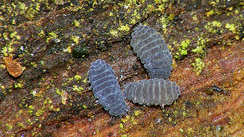 Neanura muscorum ?? Probably Neanura muscorum - not sure at all about lookalikes .... Collembola,Geotagged,Neanura,Neanura muscorum,Neanuridae,Netherlands,Poduromorpha,Springtail