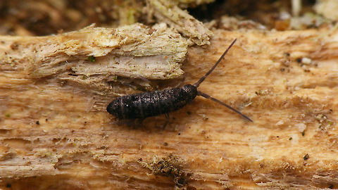 Tomocerus minor (?)  Collembola,Entomobryomorpha,Jane's garden,Springtail,Tomoceridae,Tomocerus,Tomocerus minor