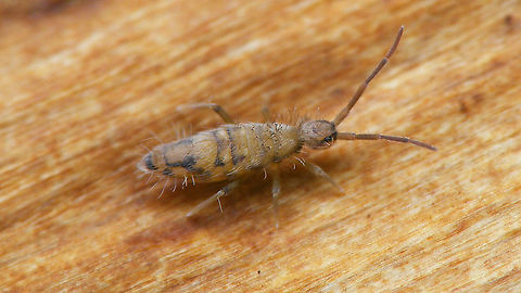 Entomobrya nivalis  Collembola,Cosmopolitan springtail,Entomobrya,Entomobrya nivalis,Entomobryidae,Entomobryomorpha,Jane's garden,Springtail