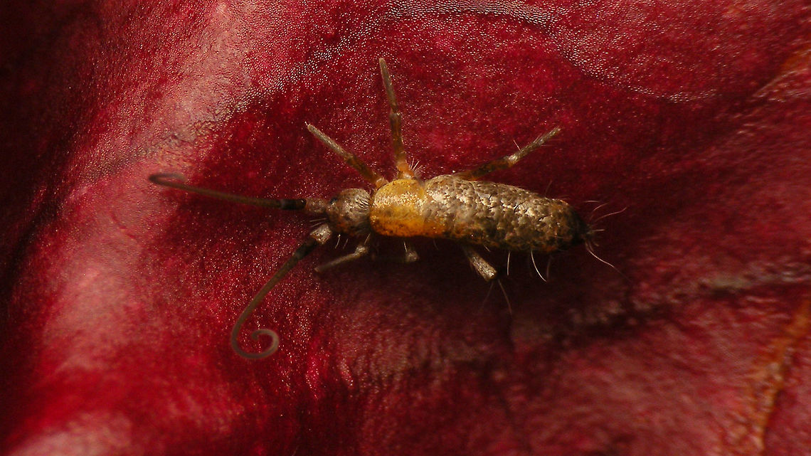 Pogonognathellus longicornis - Worn At first I thought it might be something else, but after some searching I suppose it should just be a worn P. longicornis. Anyway, adding it for Ireland. Collembola,Entomobryomorpha,Geotagged,Ireland,Pogonognathellus,Pogonognathellus longicornis,Springtail,Tomoceridae
